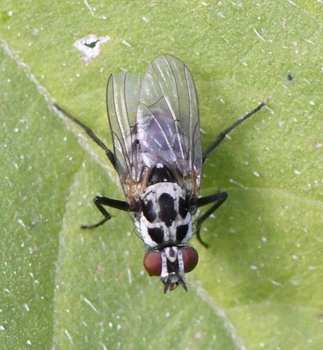 Réf. 241 290 : Anthomyia sp.